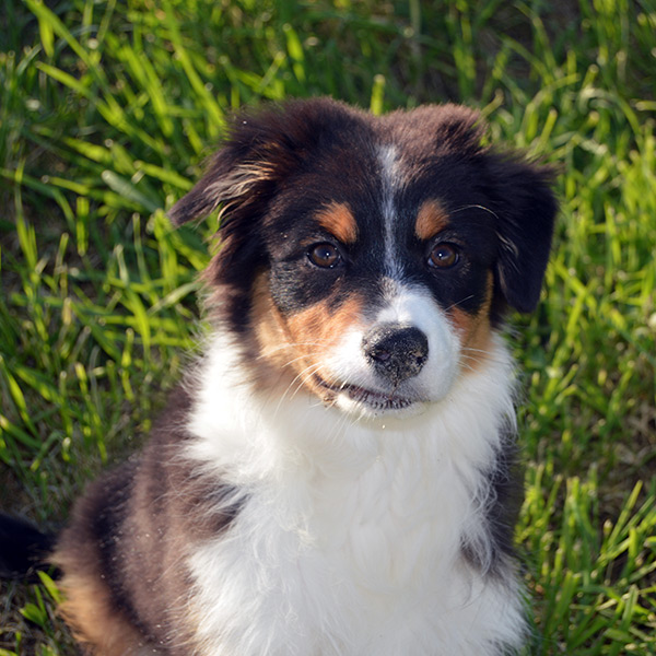 cachorros australian shepherd de camada actual